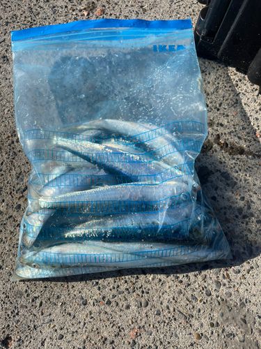マイワシの釣果