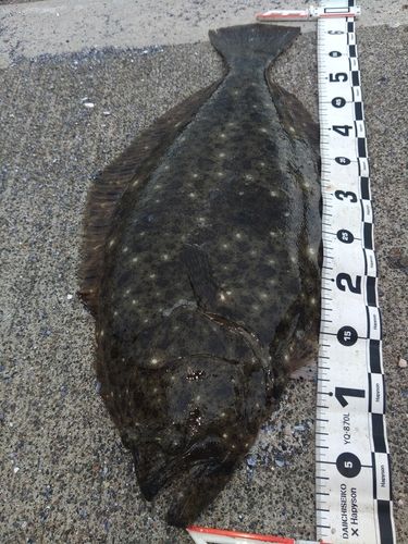 ヒラメの釣果