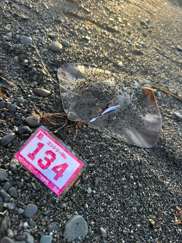 アカエイの釣果