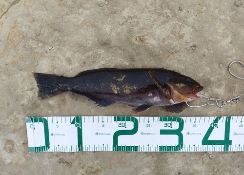 アイナメの釣果