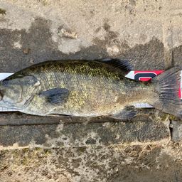 スモールマウスバス