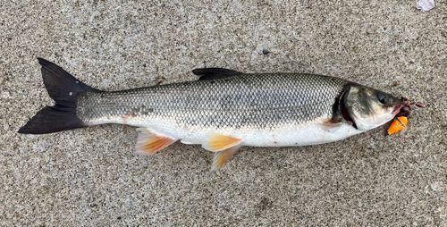 ウグイの釣果
