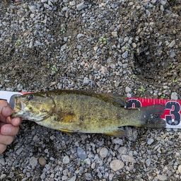 スモールマウスバス