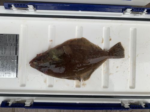 カレイの釣果