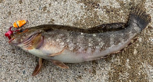 アブラコの釣果