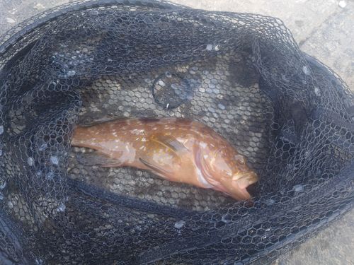 キジハタの釣果