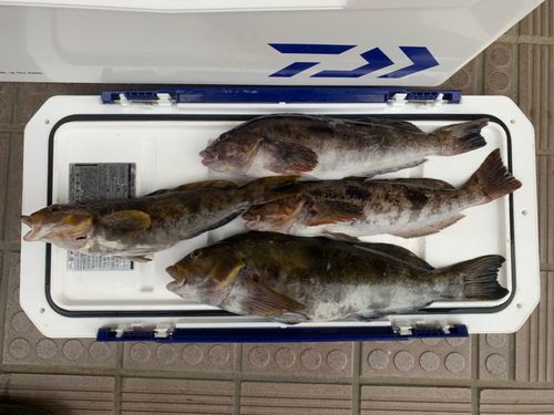 アイナメの釣果