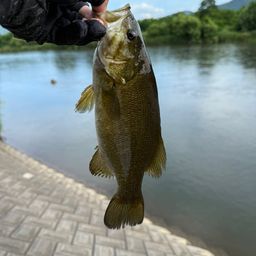 スモールマウスバス