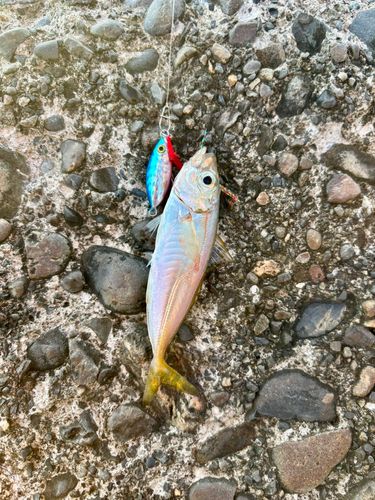 マアジの釣果