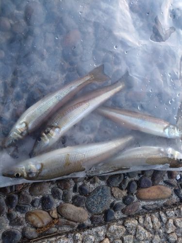 シロギスの釣果