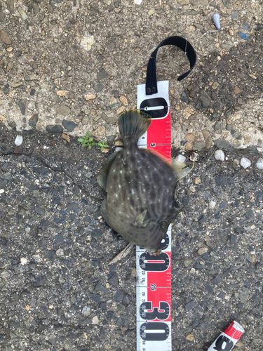 カワハギの釣果