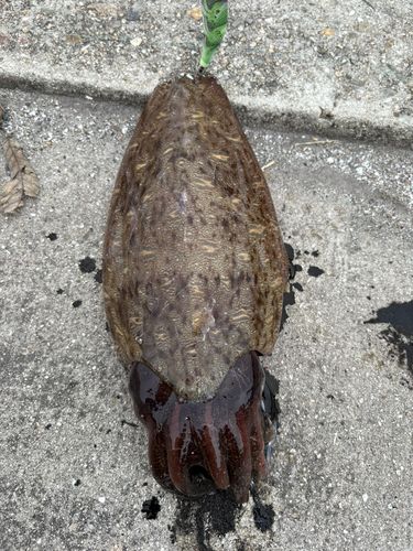 モンゴウイカの釣果