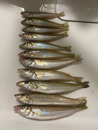 キスの釣果