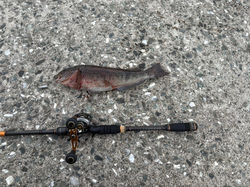 アイナメの釣果