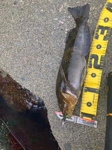 アイナメの釣果