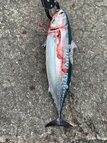 メジカの釣果