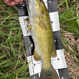 スモールマウスバス