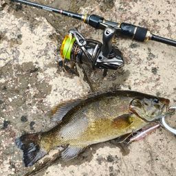 スモールマウスバス