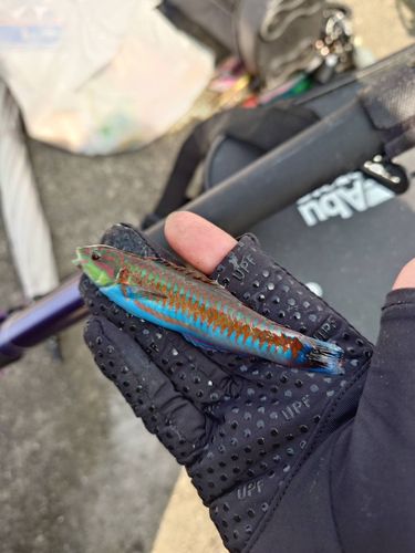 ニシキベラの釣果