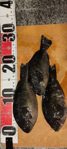 グレの釣果