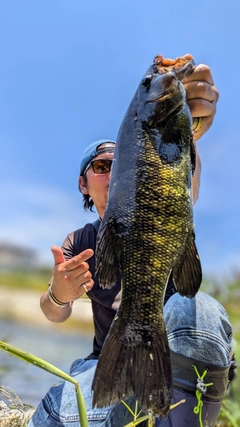 スモールマウスバスの釣果