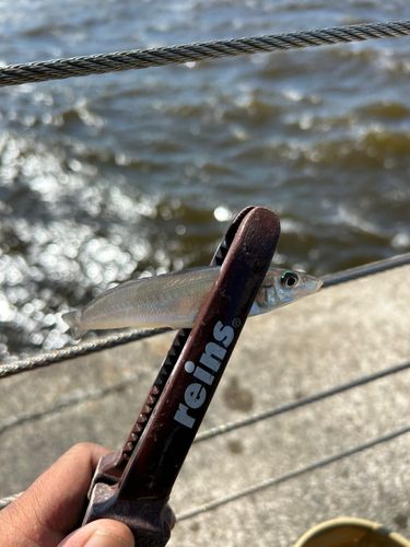 シロギスの釣果