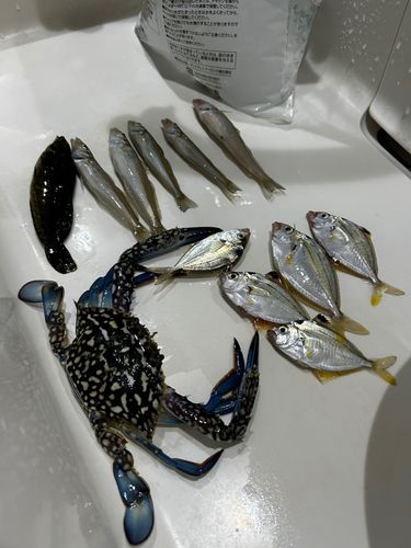 シロギスの釣果