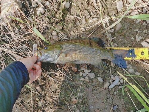 スモールマウスバスの釣果