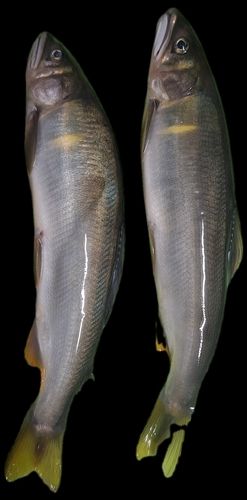 アユの釣果