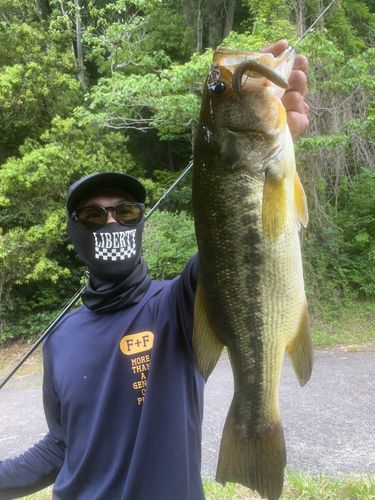 ブラックバスの釣果