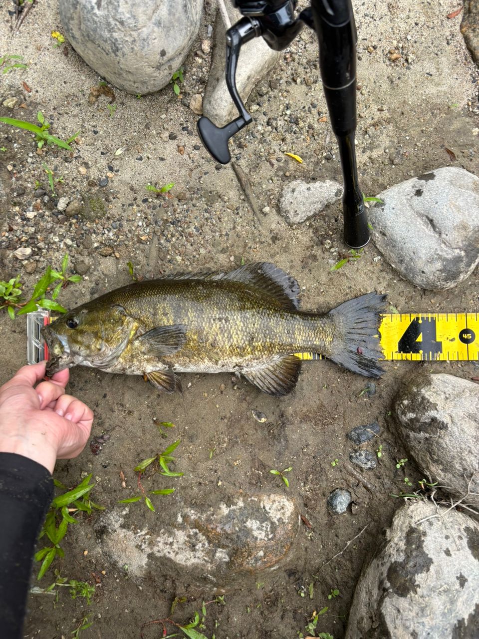 スモールマウスバス