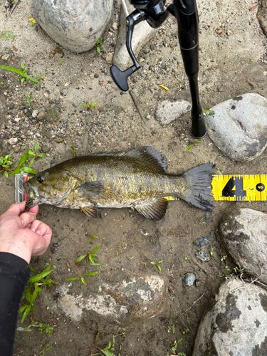 スモールマウスバスの釣果