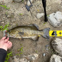 スモールマウスバス