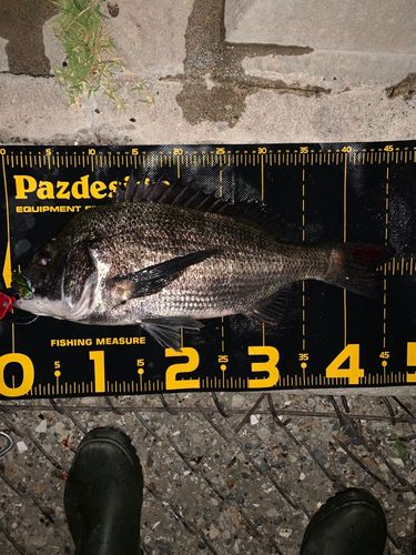 チヌの釣果