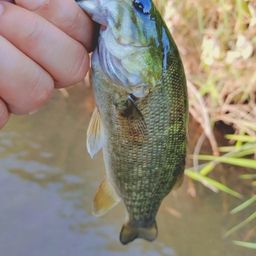 スモールマウスバス