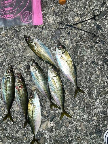 アジの釣果