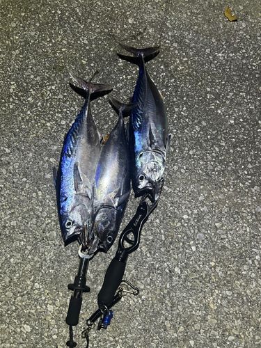 スマガツオの釣果