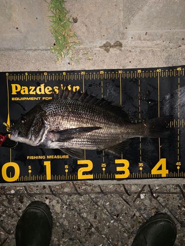 チヌの釣果