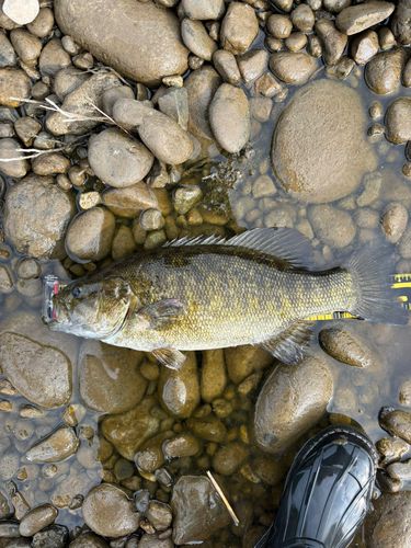 スモールマウスバスの釣果