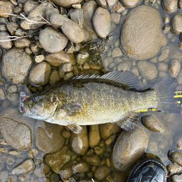 スモールマウスバス