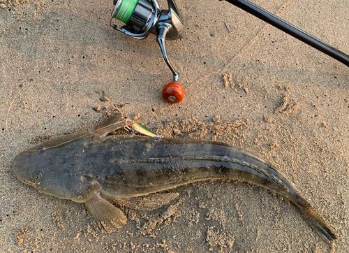 マゴチの釣果