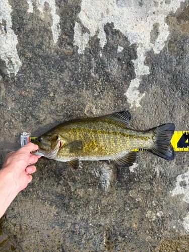 スモールマウスバスの釣果