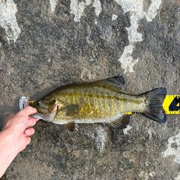 スモールマウスバス