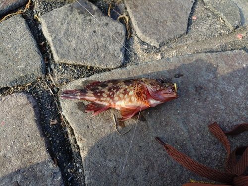 カサゴの釣果