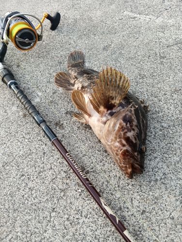 ベッコウゾイの釣果