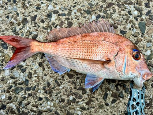 マダイの釣果