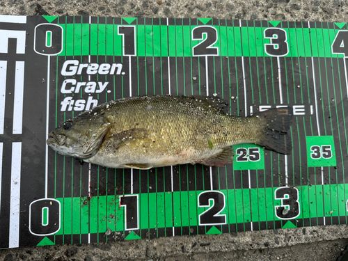 スモールマウスバスの釣果