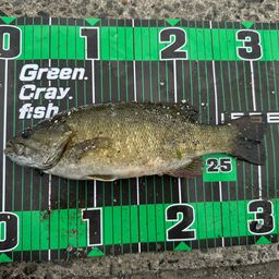 スモールマウスバス