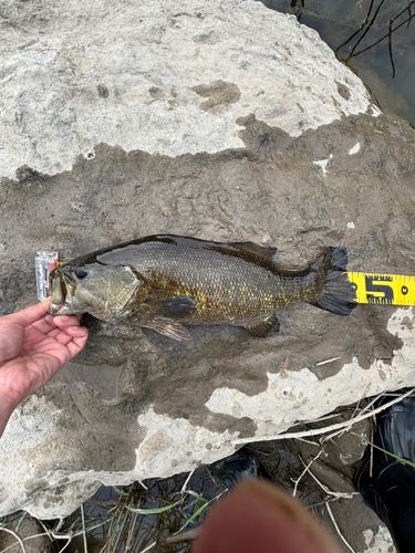 スモールマウスバスの釣果