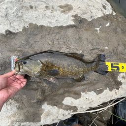 スモールマウスバス